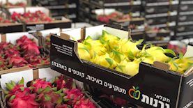 פיטאיה, צילום: מעיין עופר